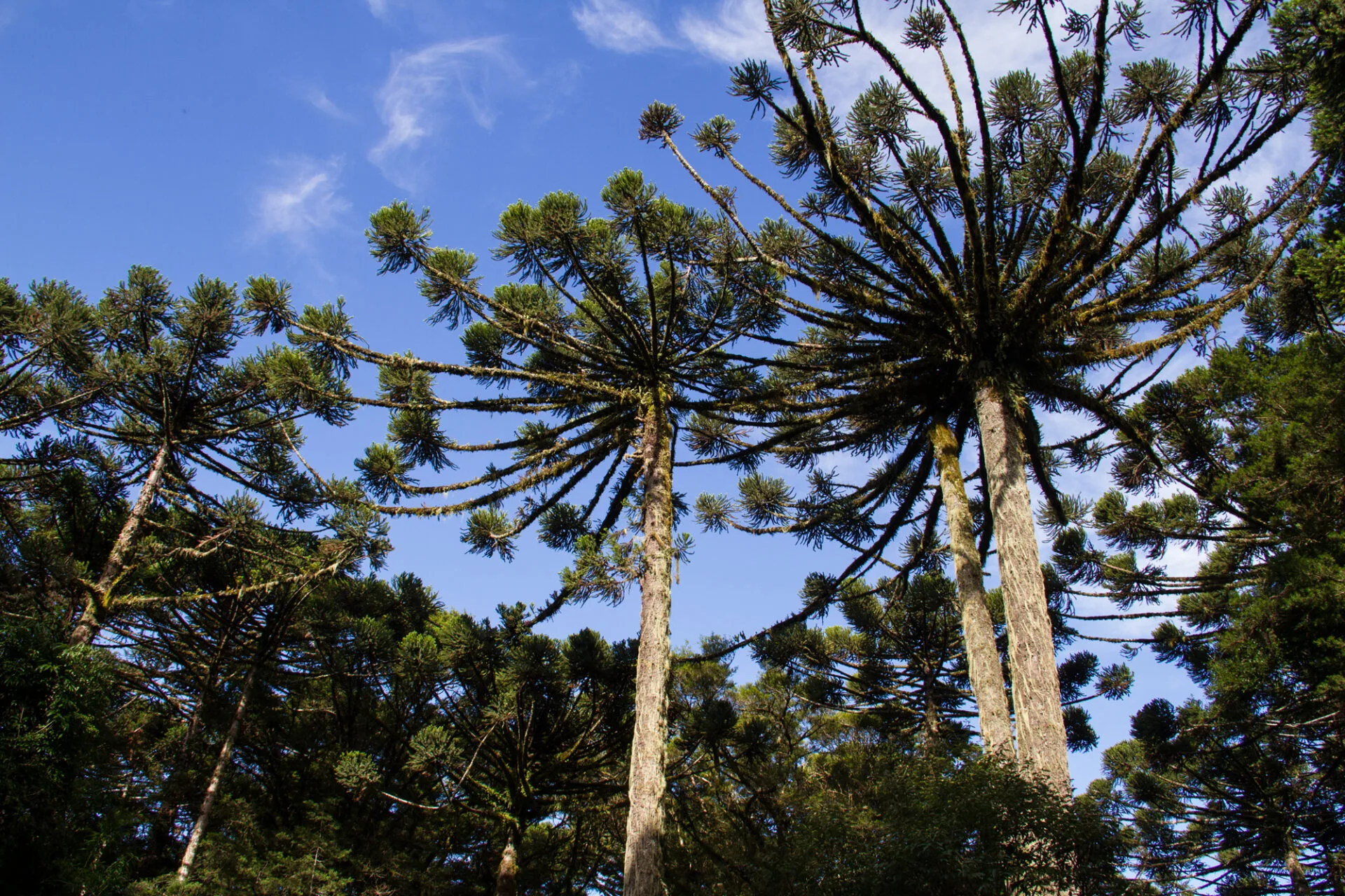 Araucária (Araucaria angustifolia)