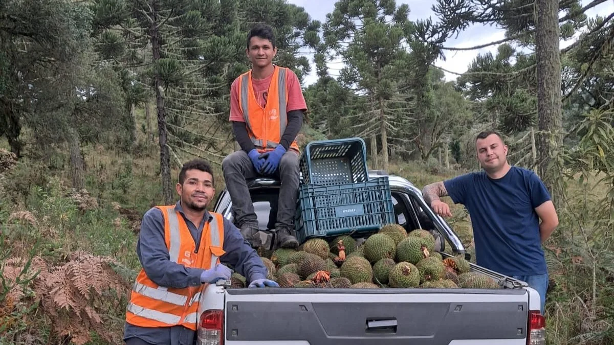 Colaboradores da GR Ambiental, empresa contratada para prestar serviços de restauração à Apremavi, durante uma das coletas de pinhão realizadas após o curso