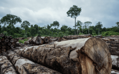 Brasil reduz desmatamento em 2024, mas desafios permanecem