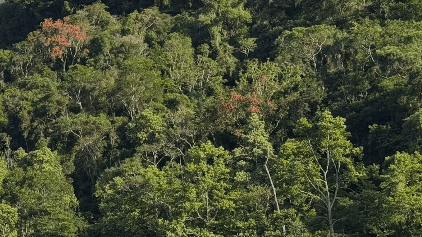 floresta Projeto Restaura Alto Vale