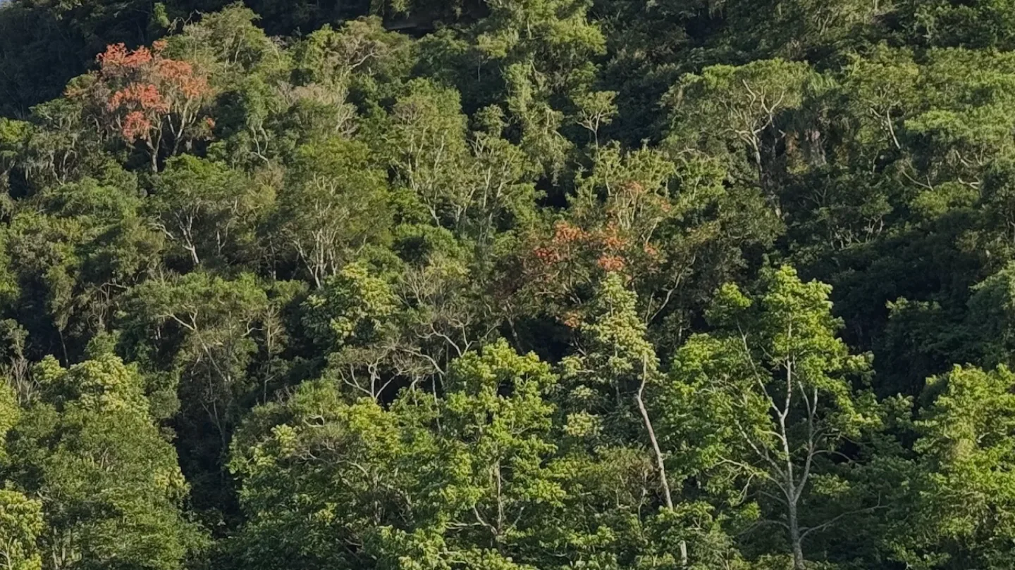 Projeto Restaura Alto Vale