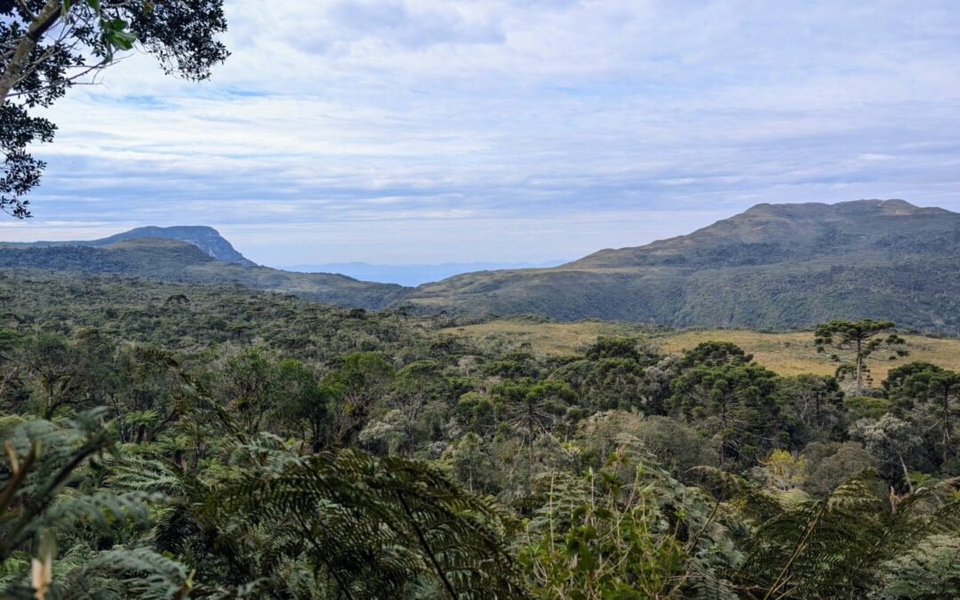 Apremavi é eleita para o Conselho Nacional do Meio Ambiente