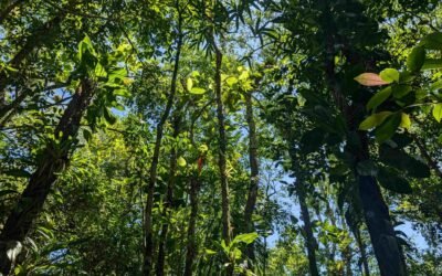 Lei da Mata Atlântica: um marco ambiental sob risco no Congresso