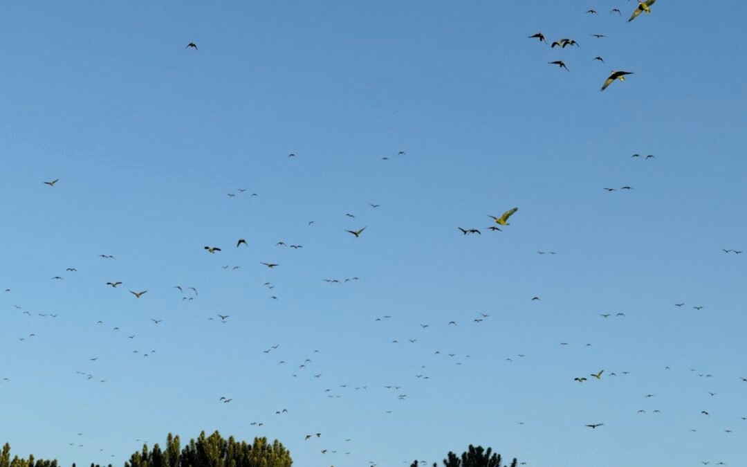 Apremavi apoia o 12º Festival dos Papagaios em Urupema (SC)