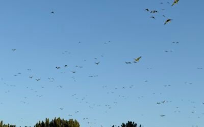 Apremavi apoia o 12º Festival dos Papagaios em Urupema (SC)