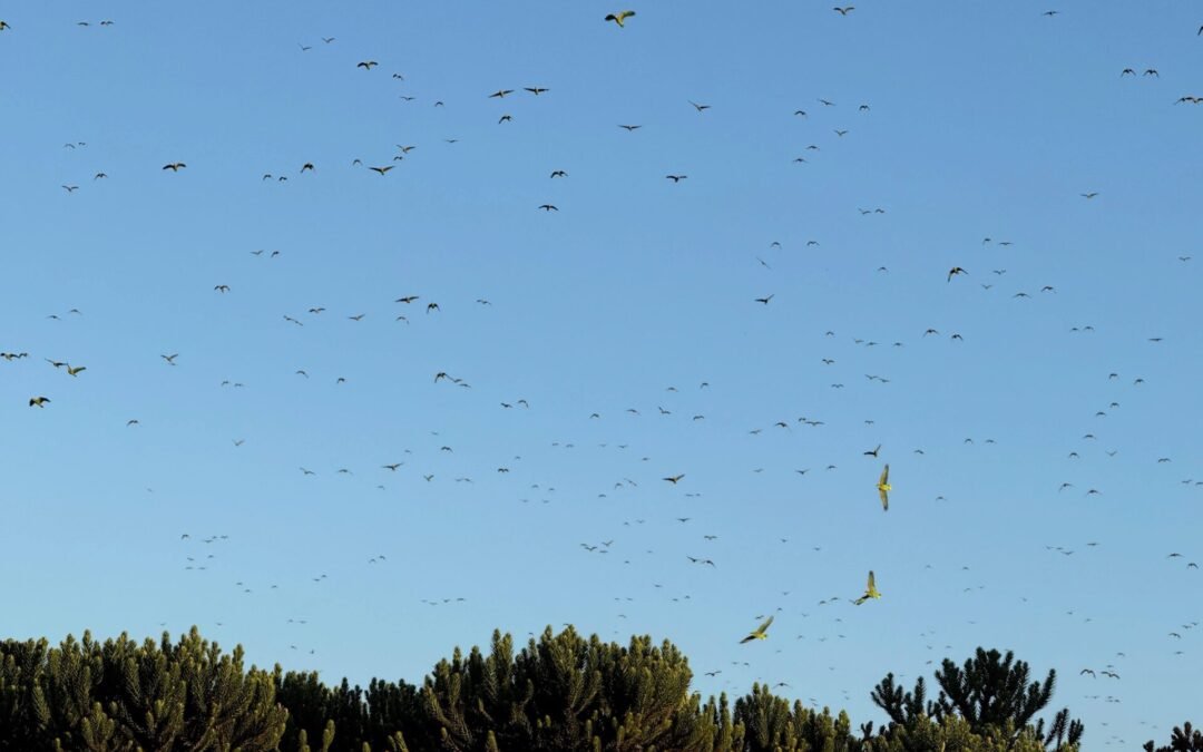 O pequeno gigante da Floresta com Araucárias: a jornada do papagaio-charão