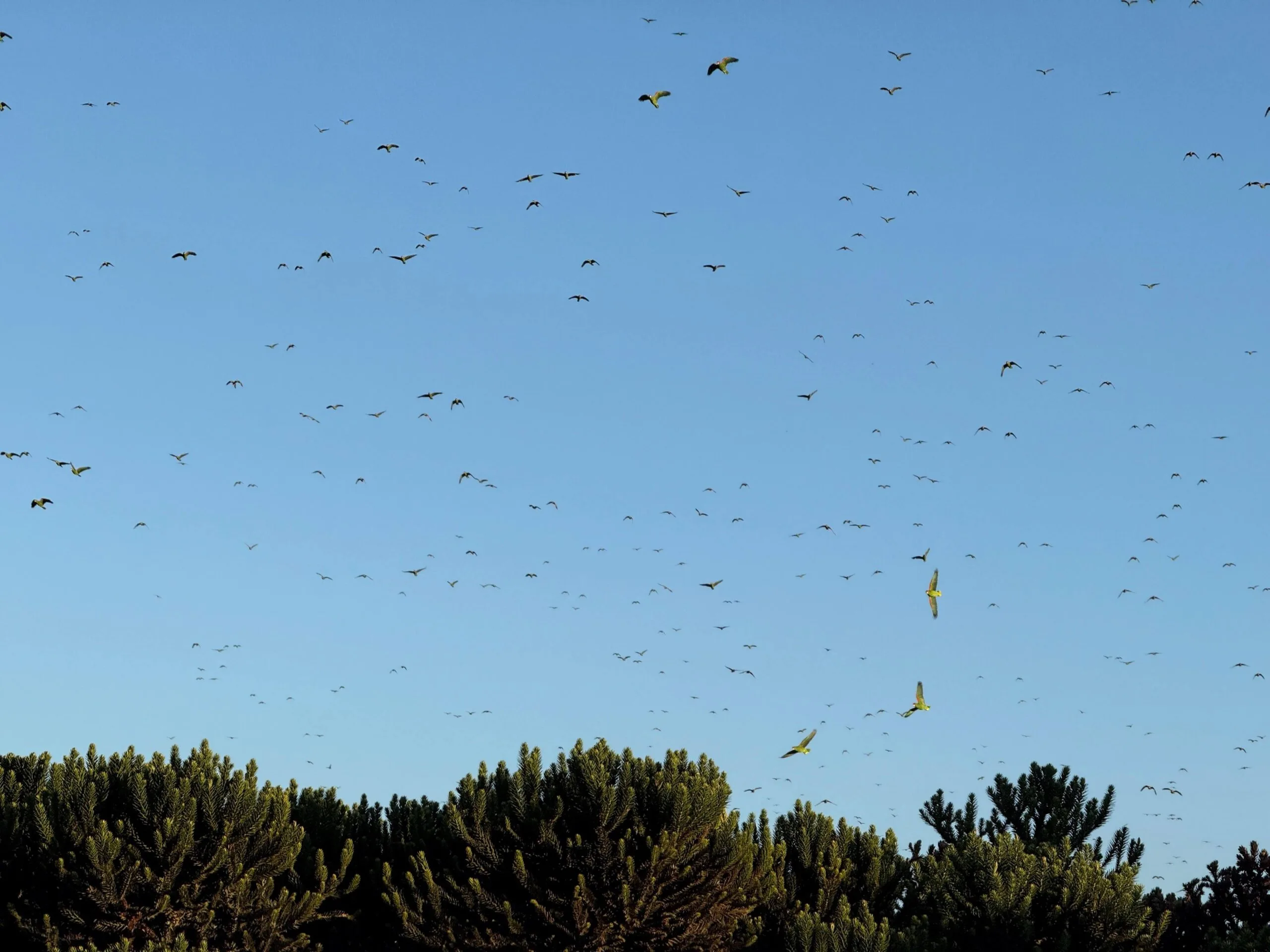 Revoada do papagaio-charão
