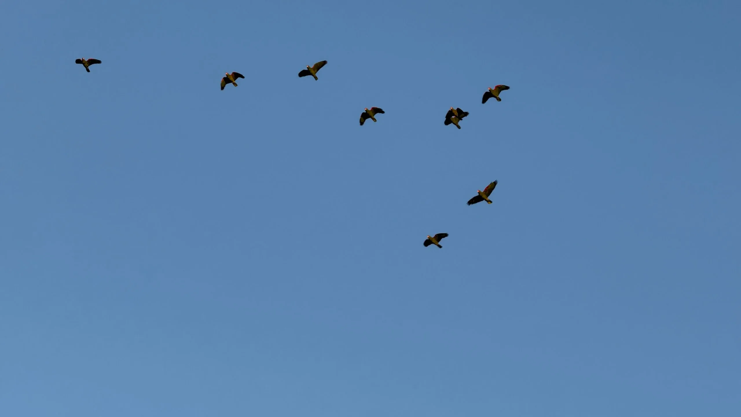 Revoada do papagaio-charão