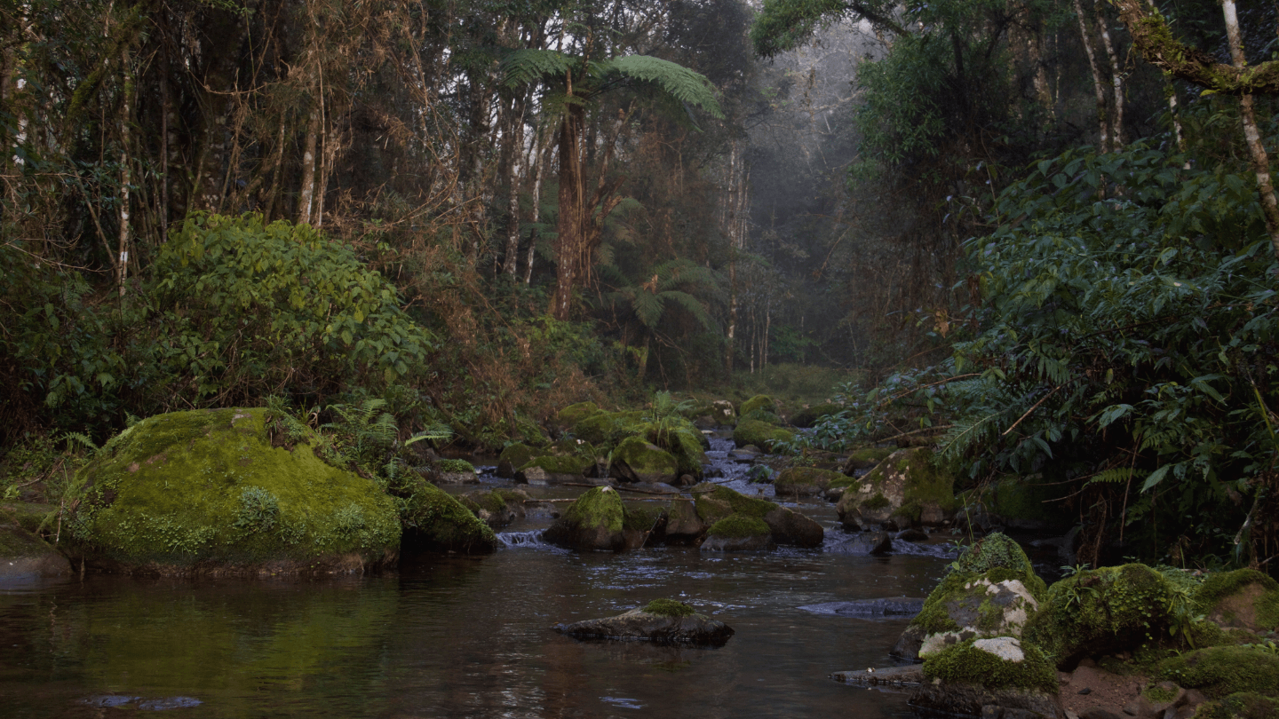 rppn serra do lucindo RPPN Serra do Lucindo da Apremavi em Bela Vista do Toldo (SC)