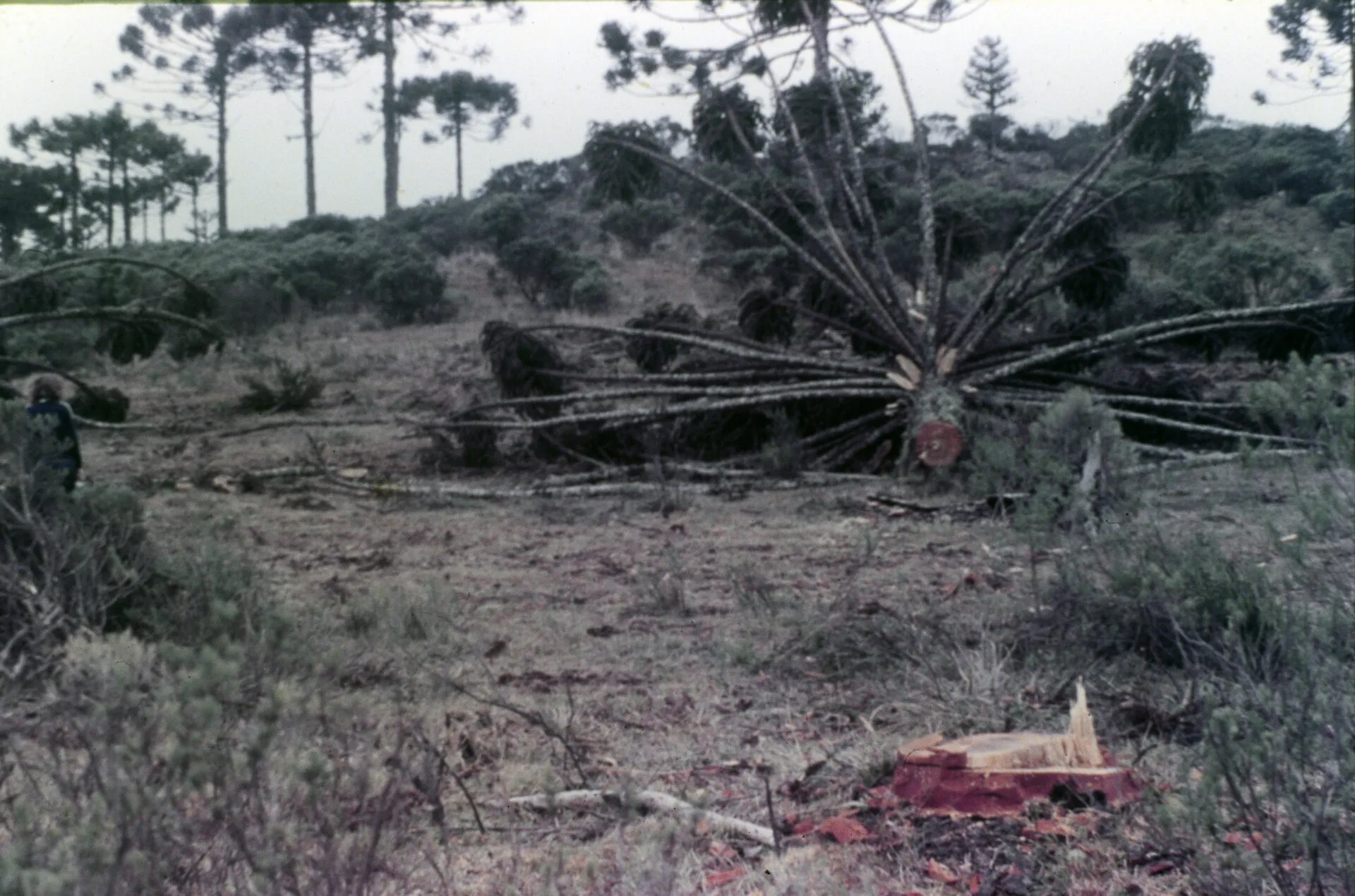 Testemunhando a triste devastação das Araucárias, em desmatamentos que corriam soltos nos anos 1980