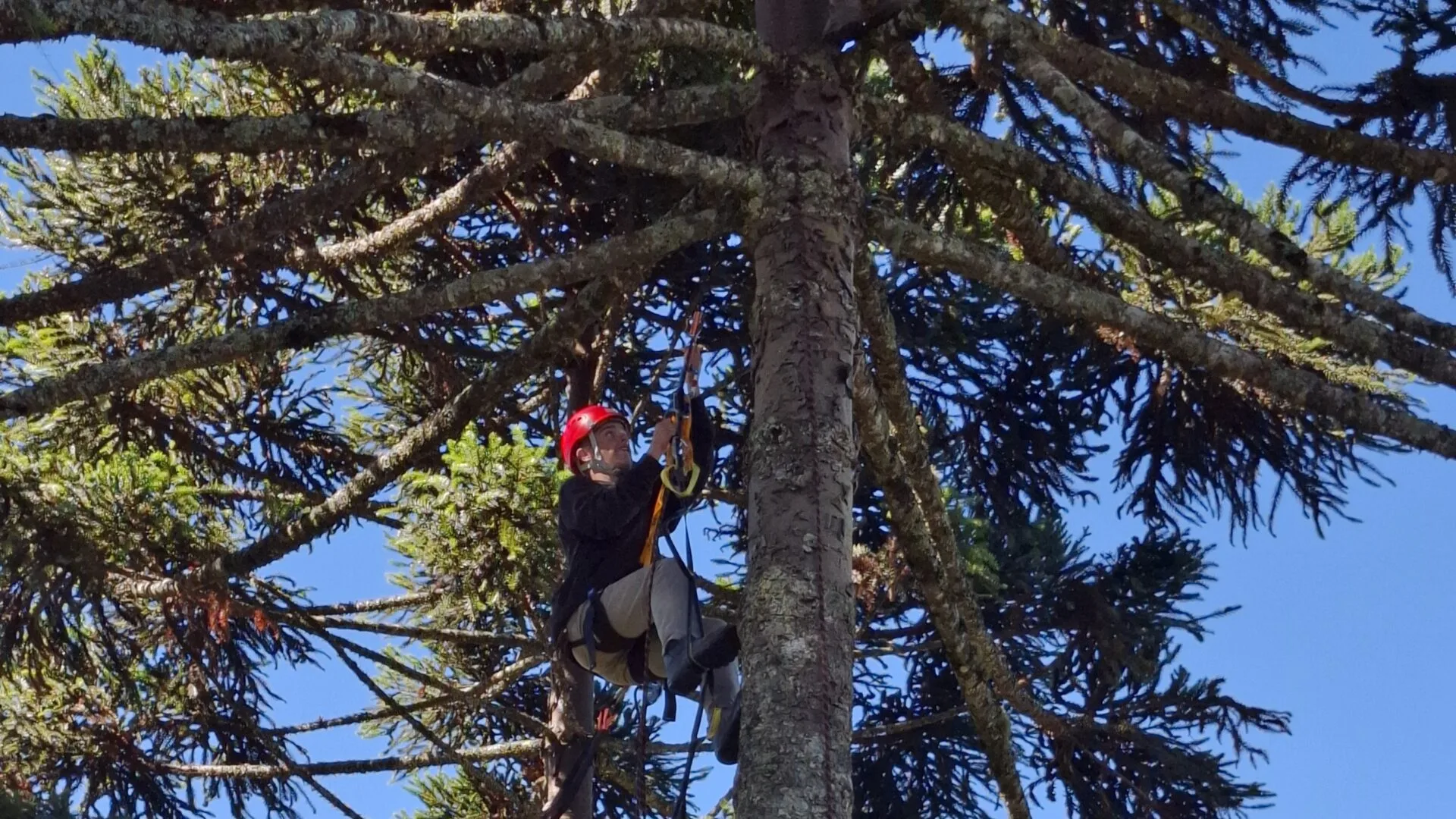Treinamento em escalada de árvores para coleta de frutos e sementes nativas na Fazenda Taquara em Painel (SC)