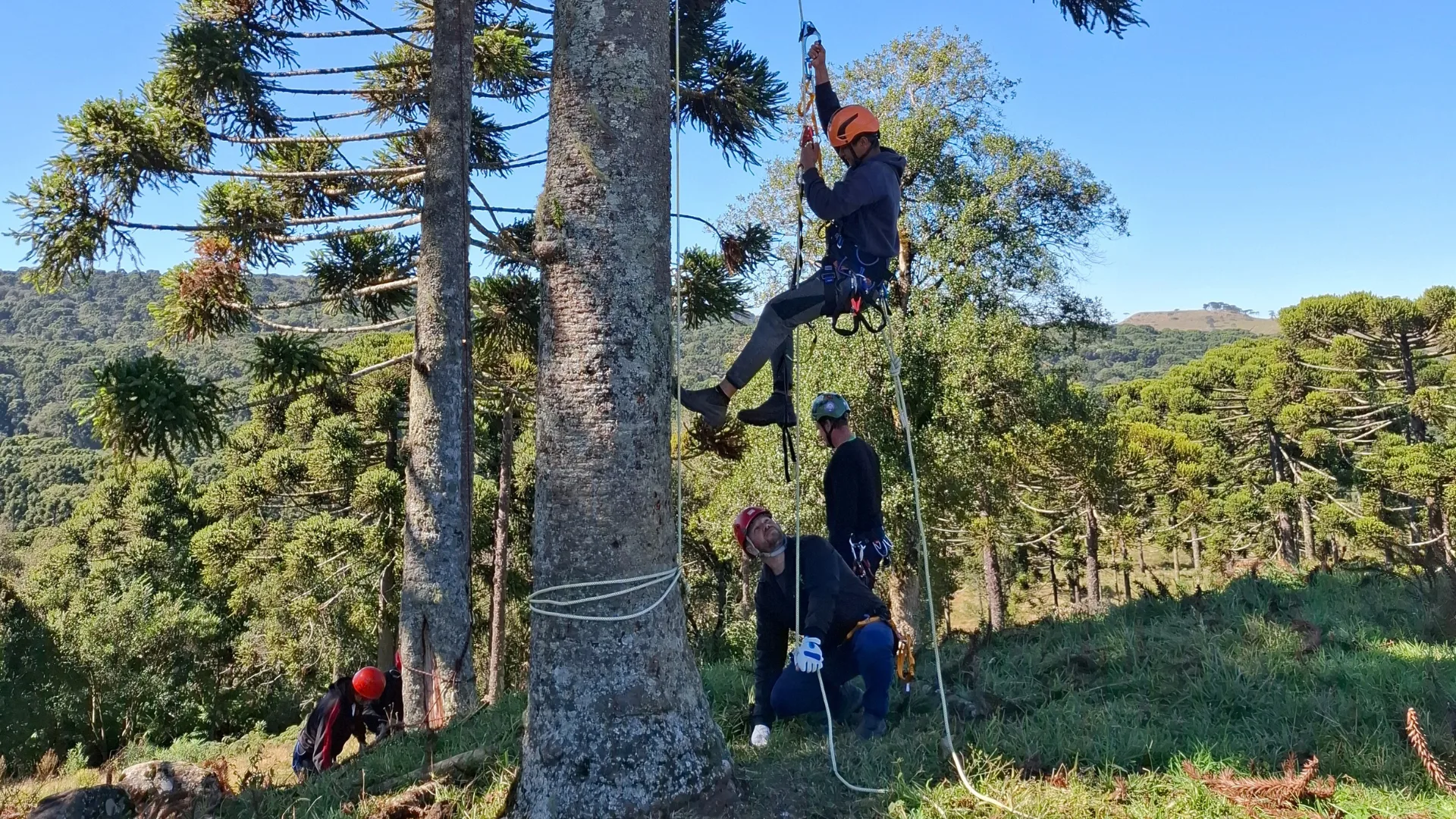 Treinamento em escalada de árvores para coleta de frutos e sementes nativas na Fazenda Taquara em Painel (SC) maio de 2025