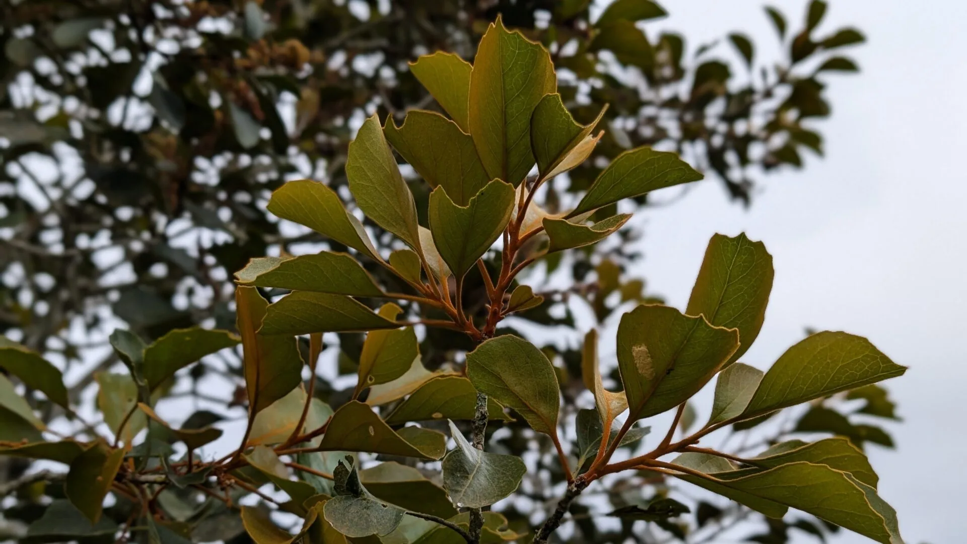 Folhas do carvalho-brasileiro (Roupala brasiliensis Klotzsch)