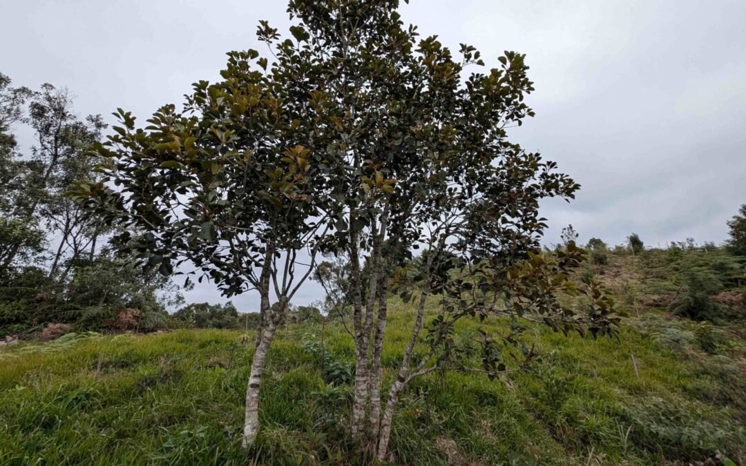 Carvalho-brasileiro: espécie secundária da Mata Atlântica e do Cerrado