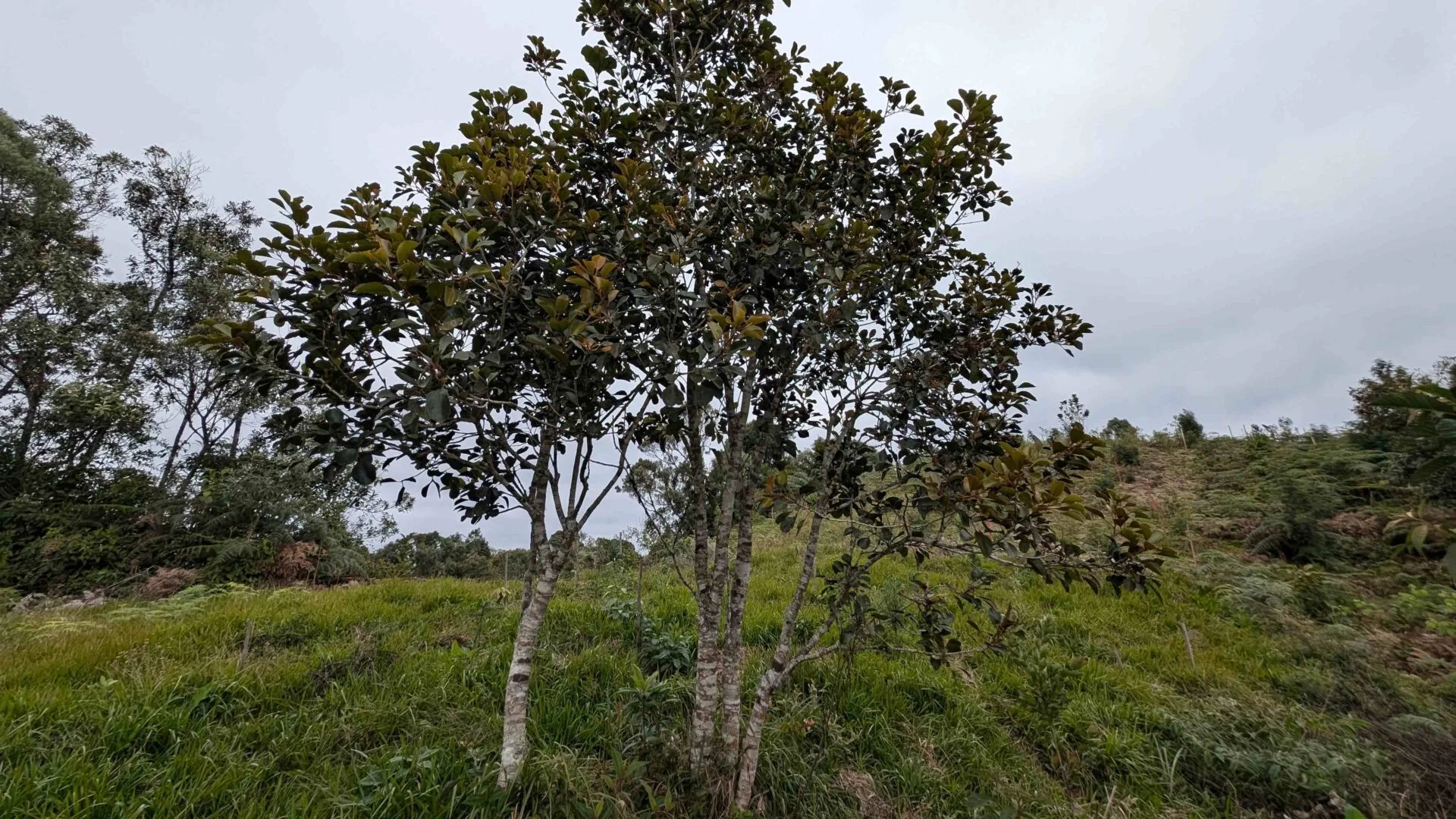 Árvore do carvalho-brasileiro (Roupala brasiliensis Klotzsch)