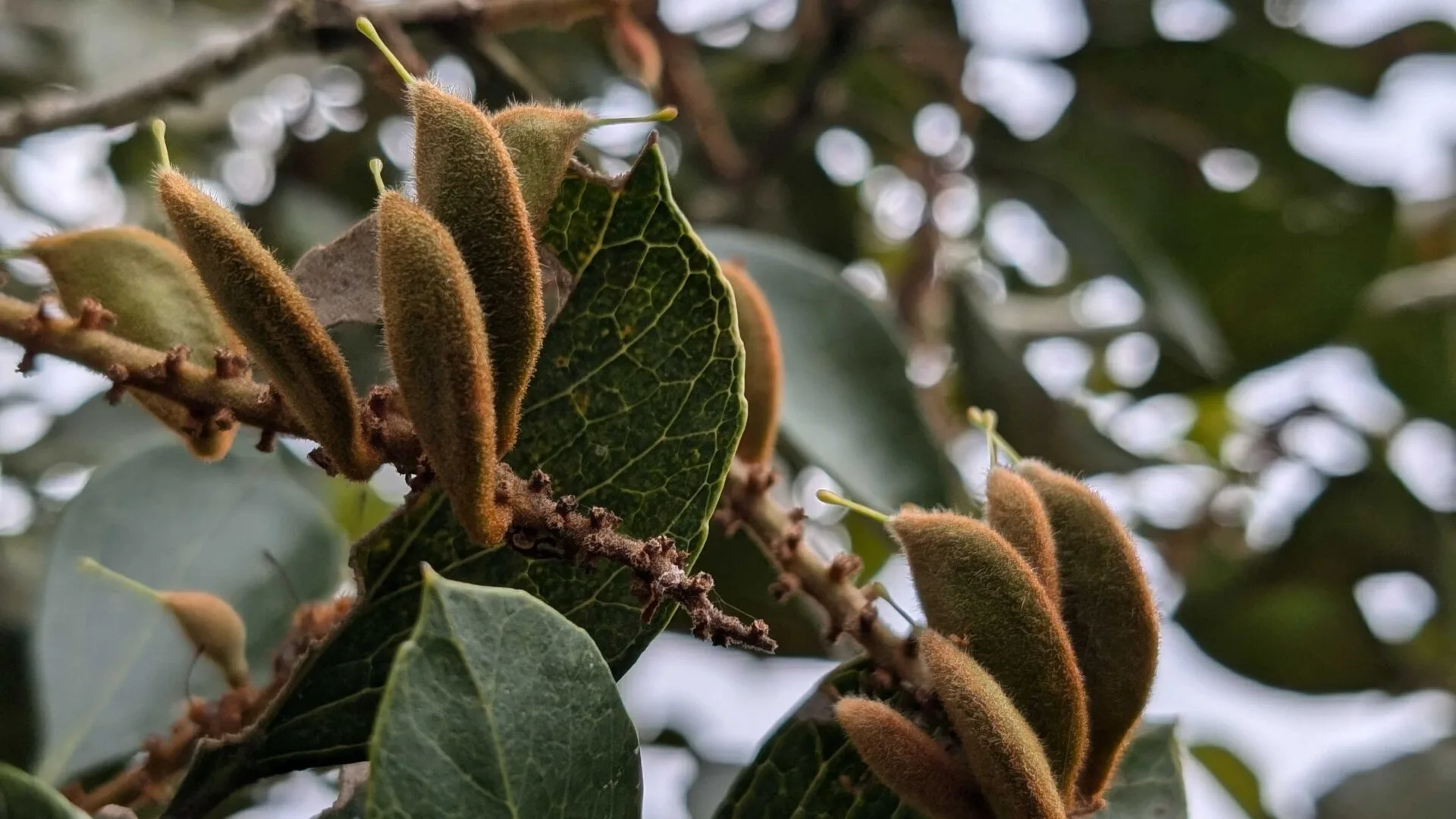 Sementes do Carvalho-brasileiro (Roupala brasiliensis Klotzsch)
