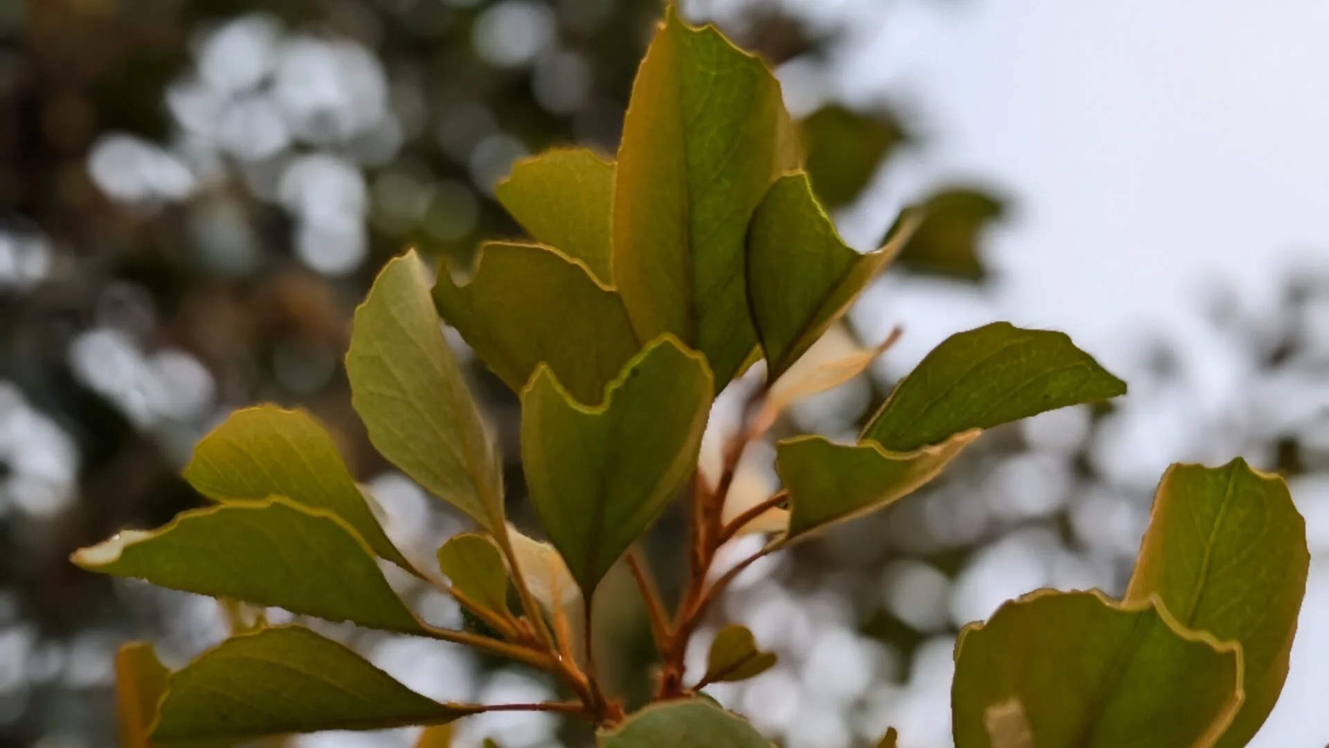 Folhas do carvalho-brasileiro (Roupala brasiliensis Klotzsch)