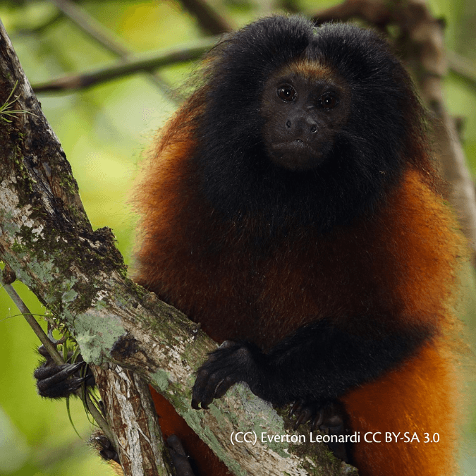 Mico-leão-da-cara-preta Leontopithecus caissara