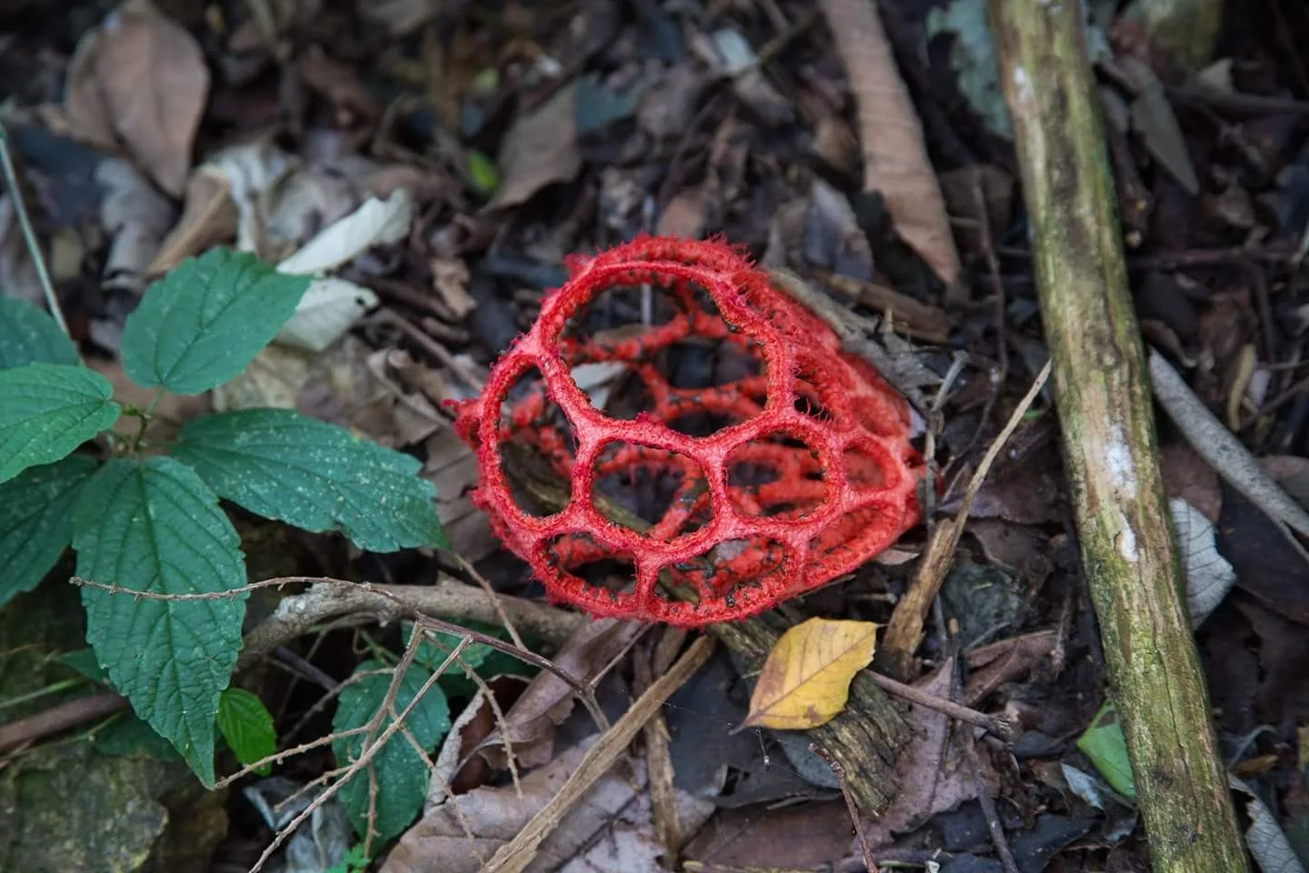 dedo-de-bruxa (Clathrus ruber)
