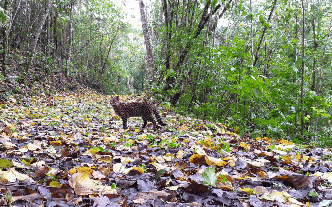 Gato-do-mato-pequeno: o menor felino do Brasil