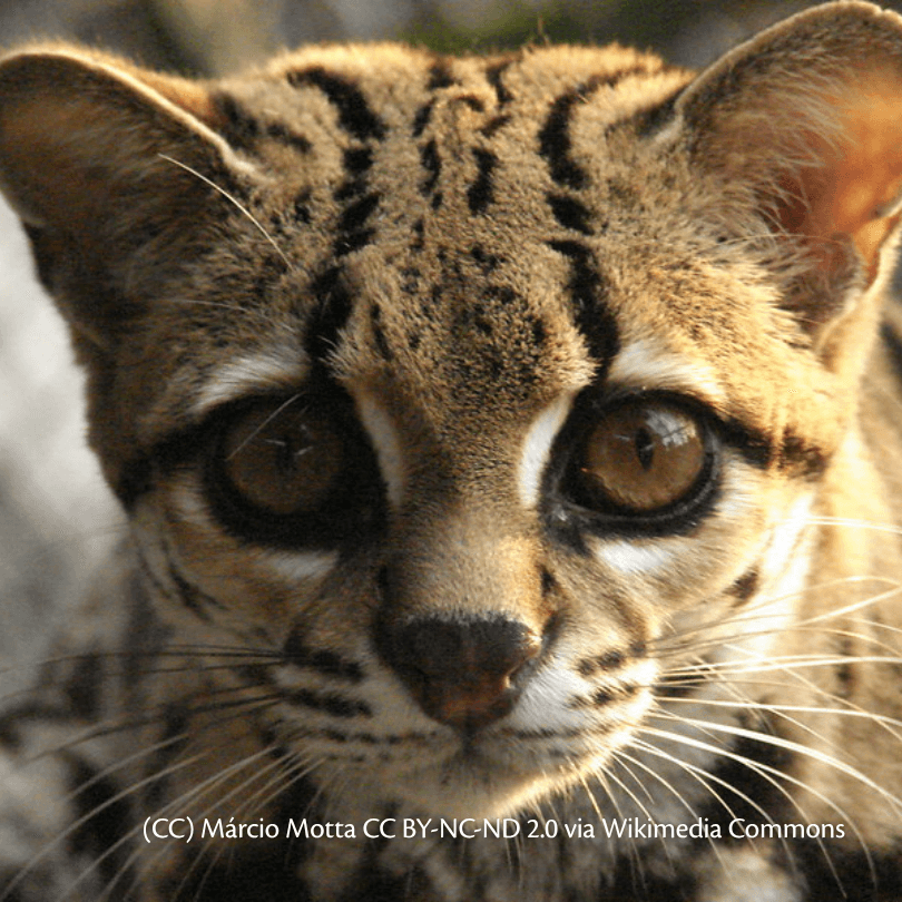 gato-maracajá (Leopardus wiedii)