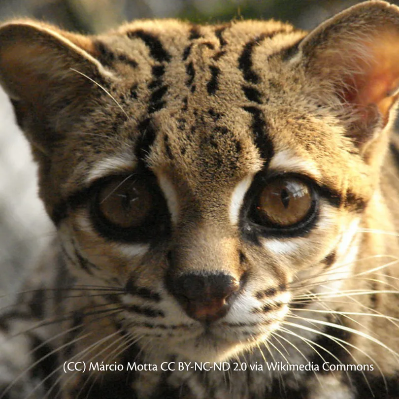 gato-maracajá (Leopardus wiedii)