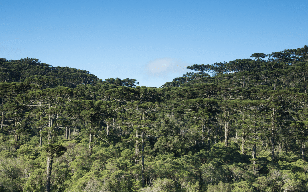 Por que a Mata Atlântica é tão diversa?