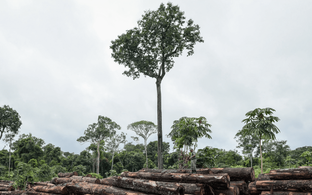 350 organizações assinam manifesto contra o PL 2159 – do Observatório do Clima