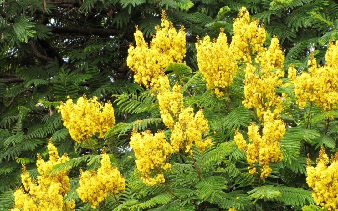 Canafístula: da restauração ecológica até a arborização urbana