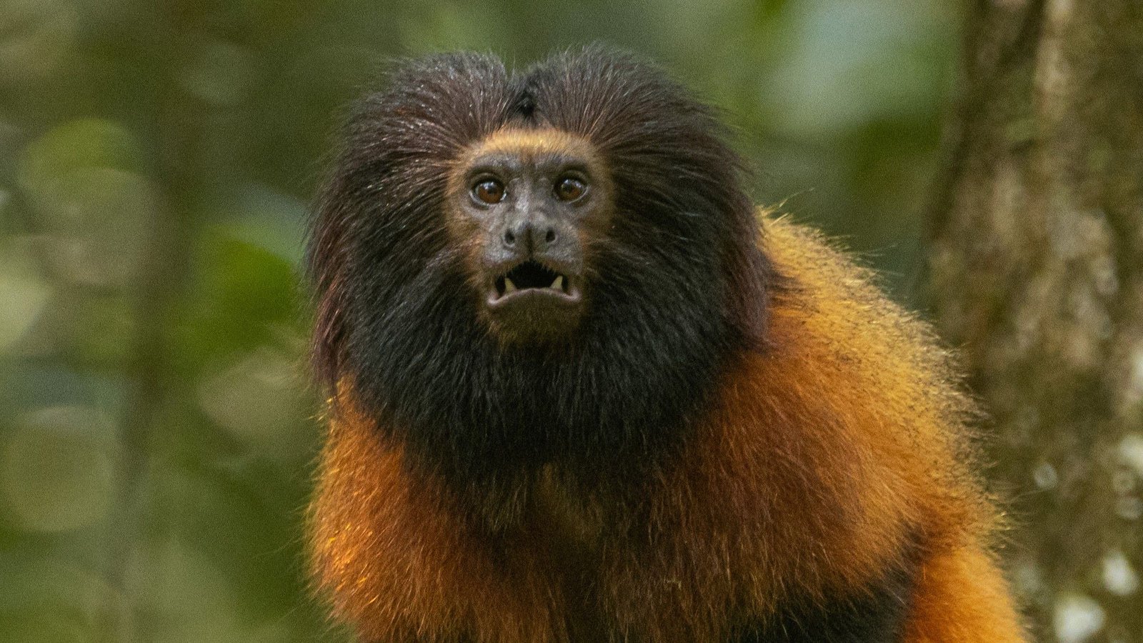 Mico-leão-de-cara-preta CC BY-NC 4.0 Gabriel Marchi 3 Mico-leão-da-cara-preta (Leontopithecus caissara)