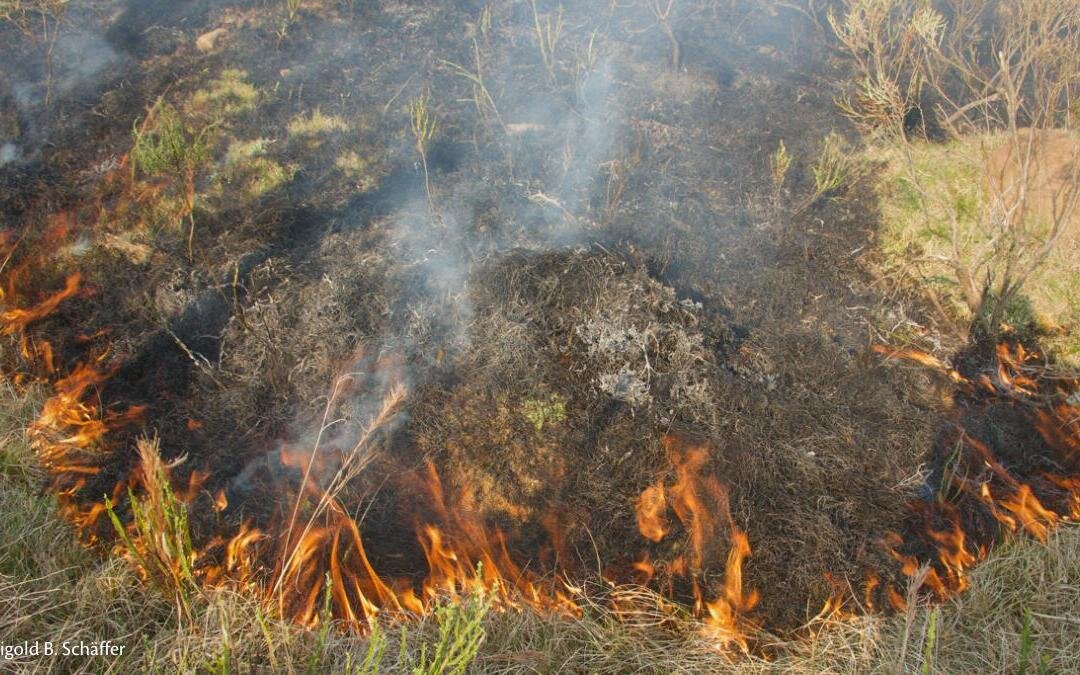 Queimar floresta e campo: é proibido?