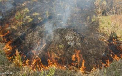 Queimar floresta e campo: é proibido?