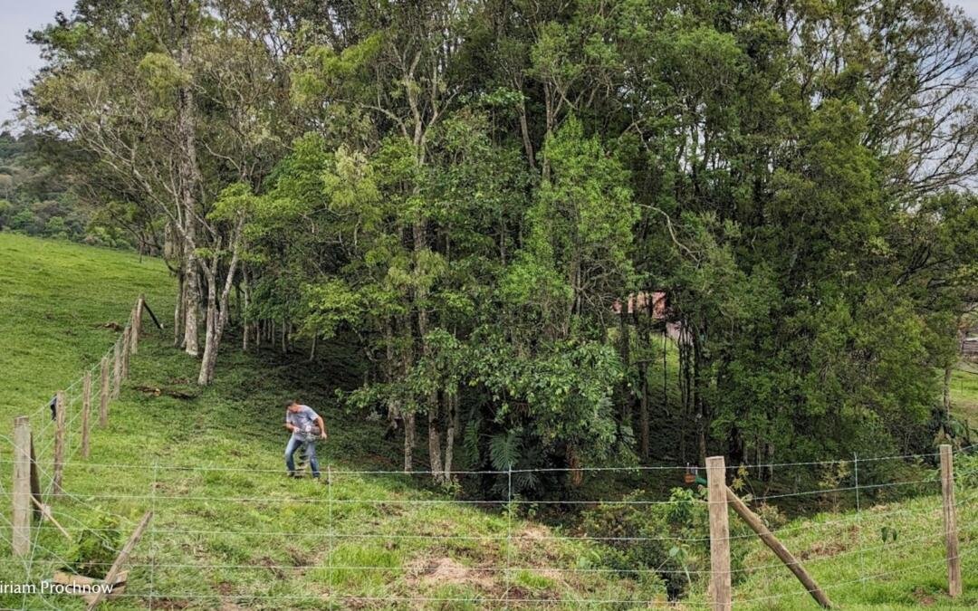 Dia da árvore é convite para restaurar e cumprir o Código Florestal