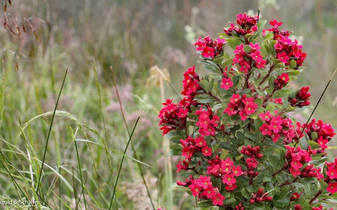 Tem árvores nos Campos de Altitude?