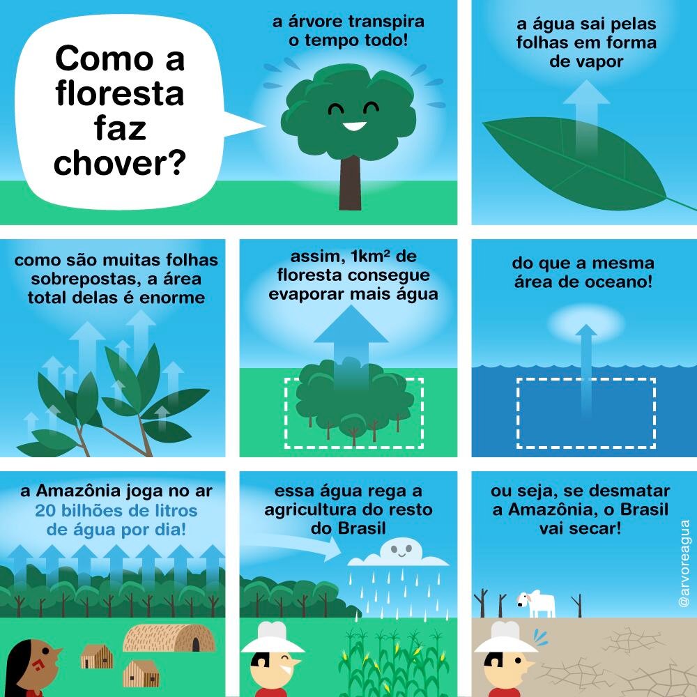 Como a Floresta Faz Chover créditos árvore água Como a floresta faz chover. Créditos: Árvore Água