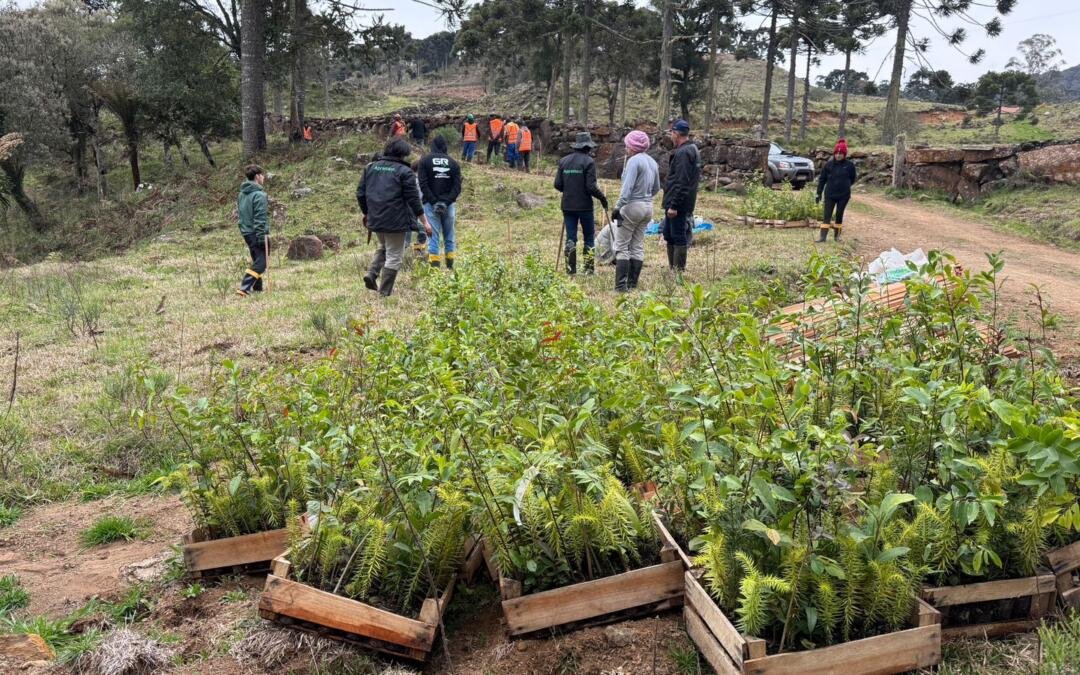 Mutirão de plantio marca início da restauração na Fazenda Taquara da Apremavi
