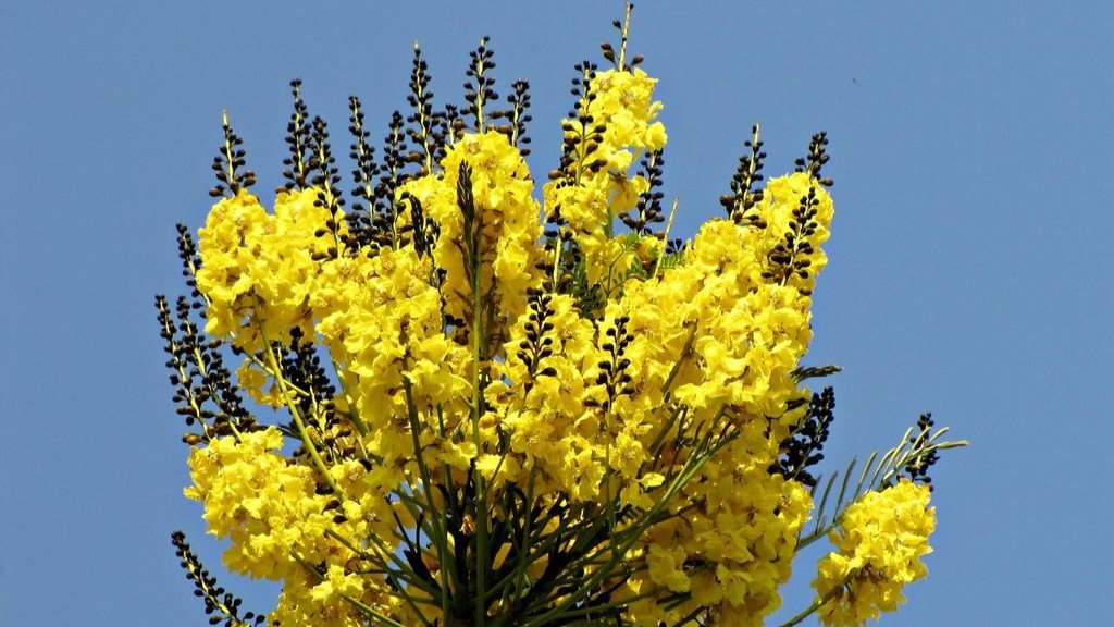 Guapuruvu: árvore de crescimento rápido favorita do joão-de-barro