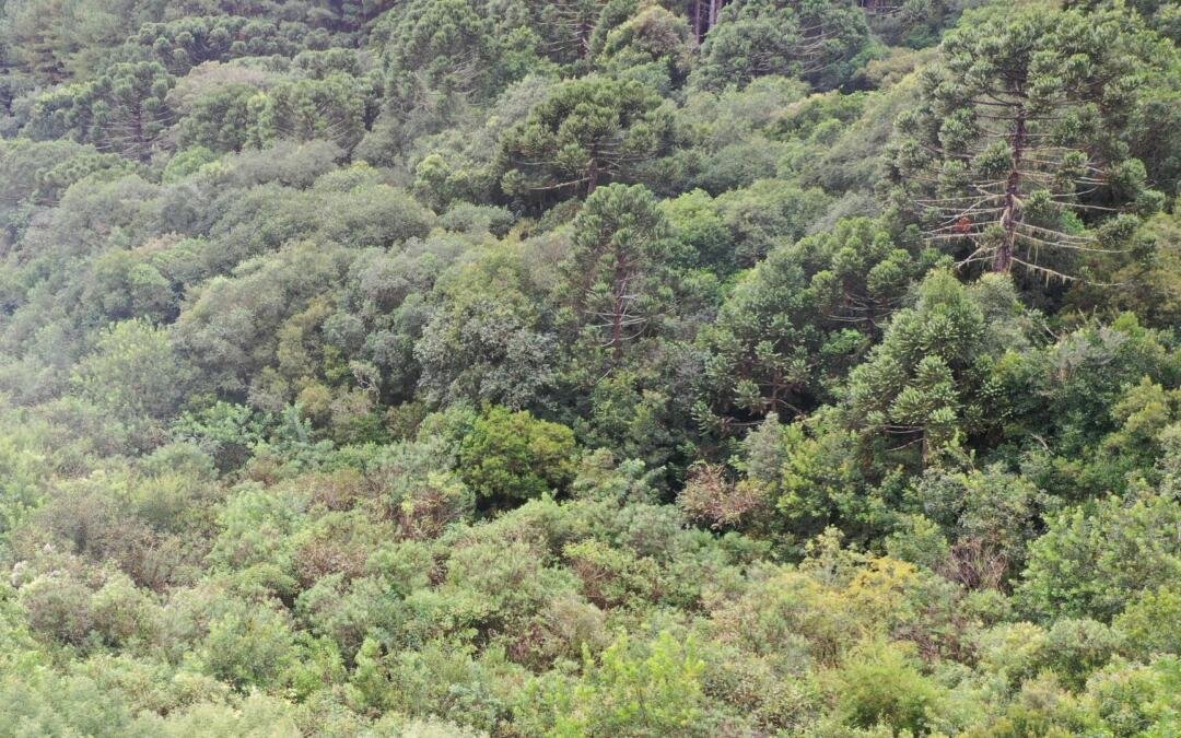 CONAMA estabelece novas regras para a supressão de vegetação nativa