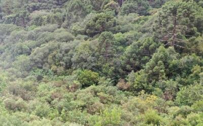 CONAMA estabelece novas regras para a supressão de vegetação nativa