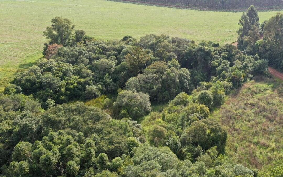 Pagamento por Serviços Ambientais acelera a restauração da Mata Atlântica