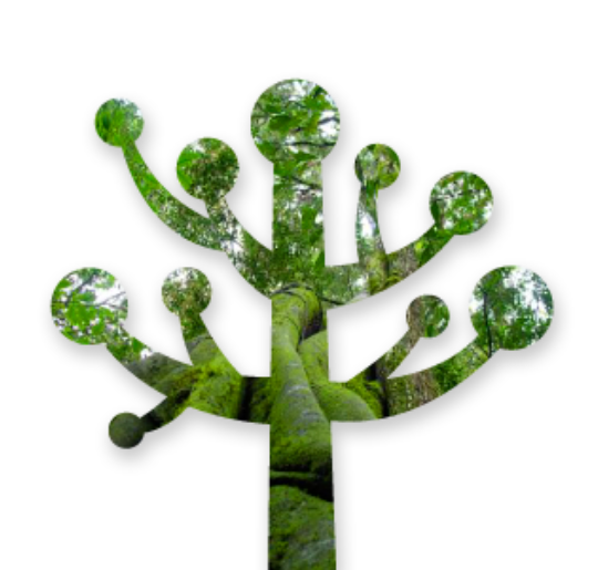 2-araucaria_ilustra