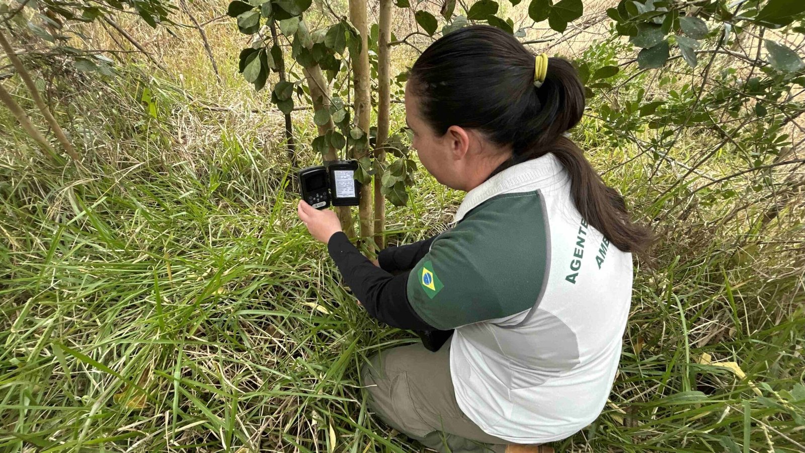 Alini Bortolaz apoiando o monitoramento de mamíferos no PARNA das Araucárias Foto Thamara Santos de Almeida Alini Bortolaz, analista ambiental da UC, apoiando o monitoramento de mamíferos no Parque Nacional das Araucárias