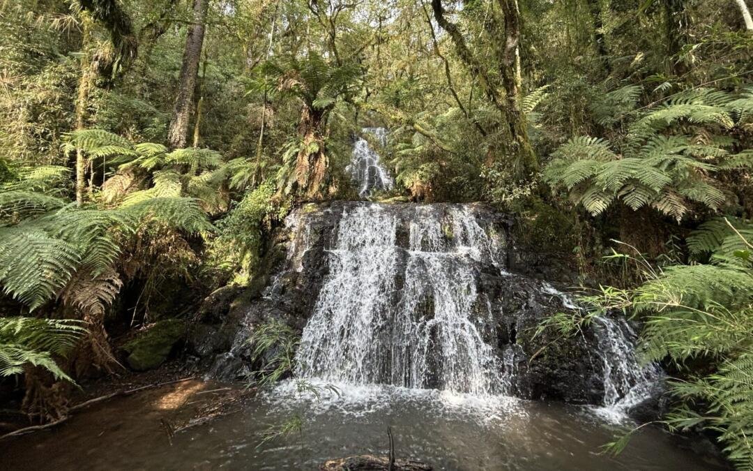 Parque Nacional das Araucárias completa 20 anos de existência