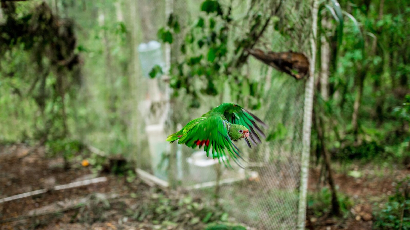 Monitoramento do papagaio-de-peito-roxo na soltura no Viveiro no Parque Nacional das Araucárias