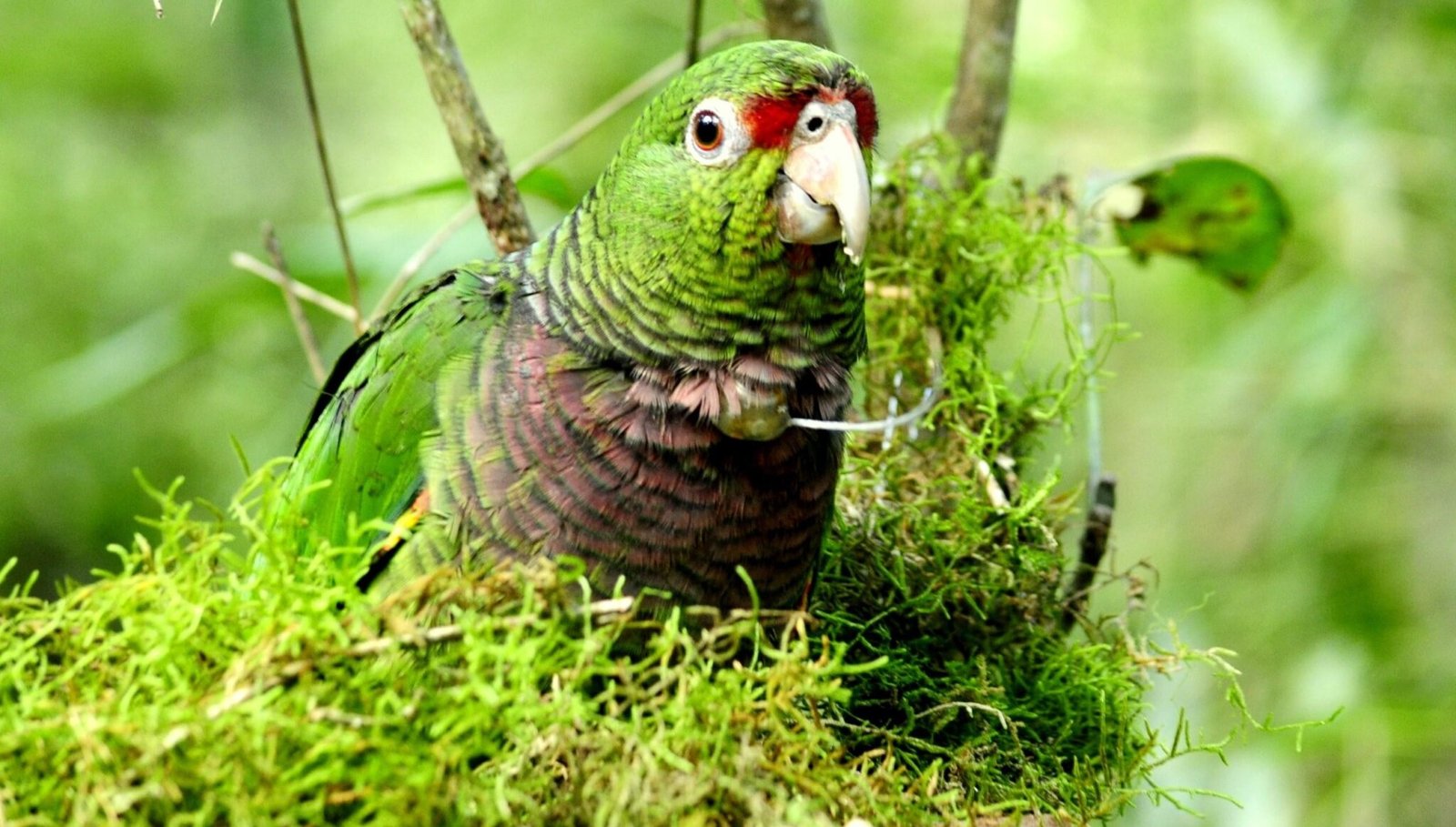 Monitoramento papagaio-de-peito-roxo_no Parque Nacional das Araucárias