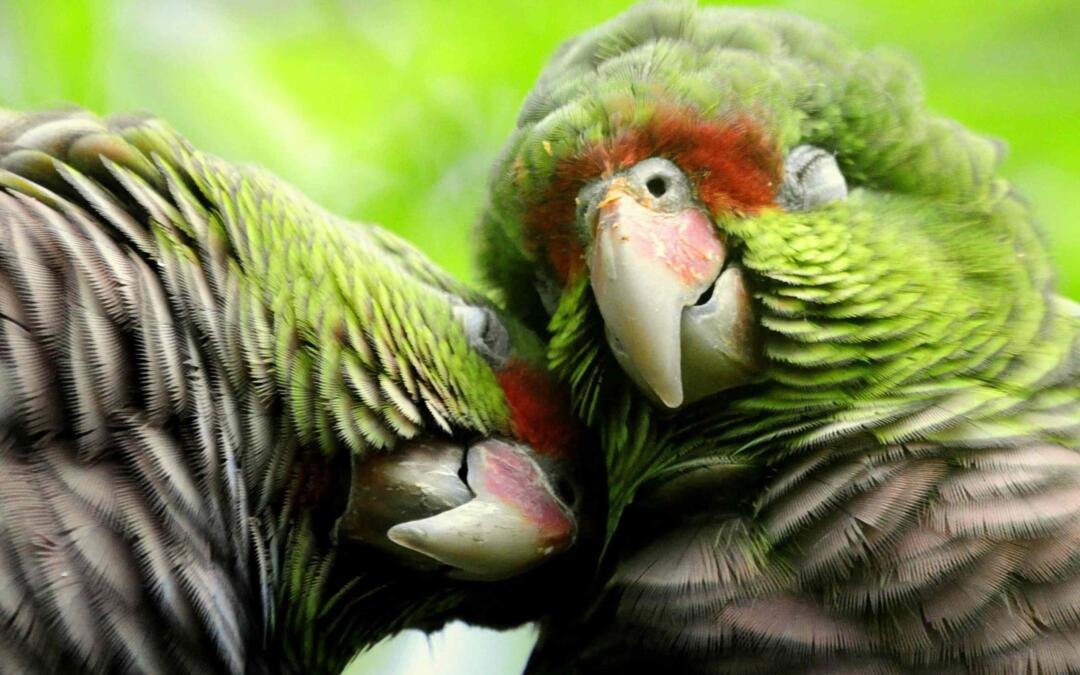 Papagaio-de-peito-roxo: o embaixador da conservação na Floresta de Araucárias