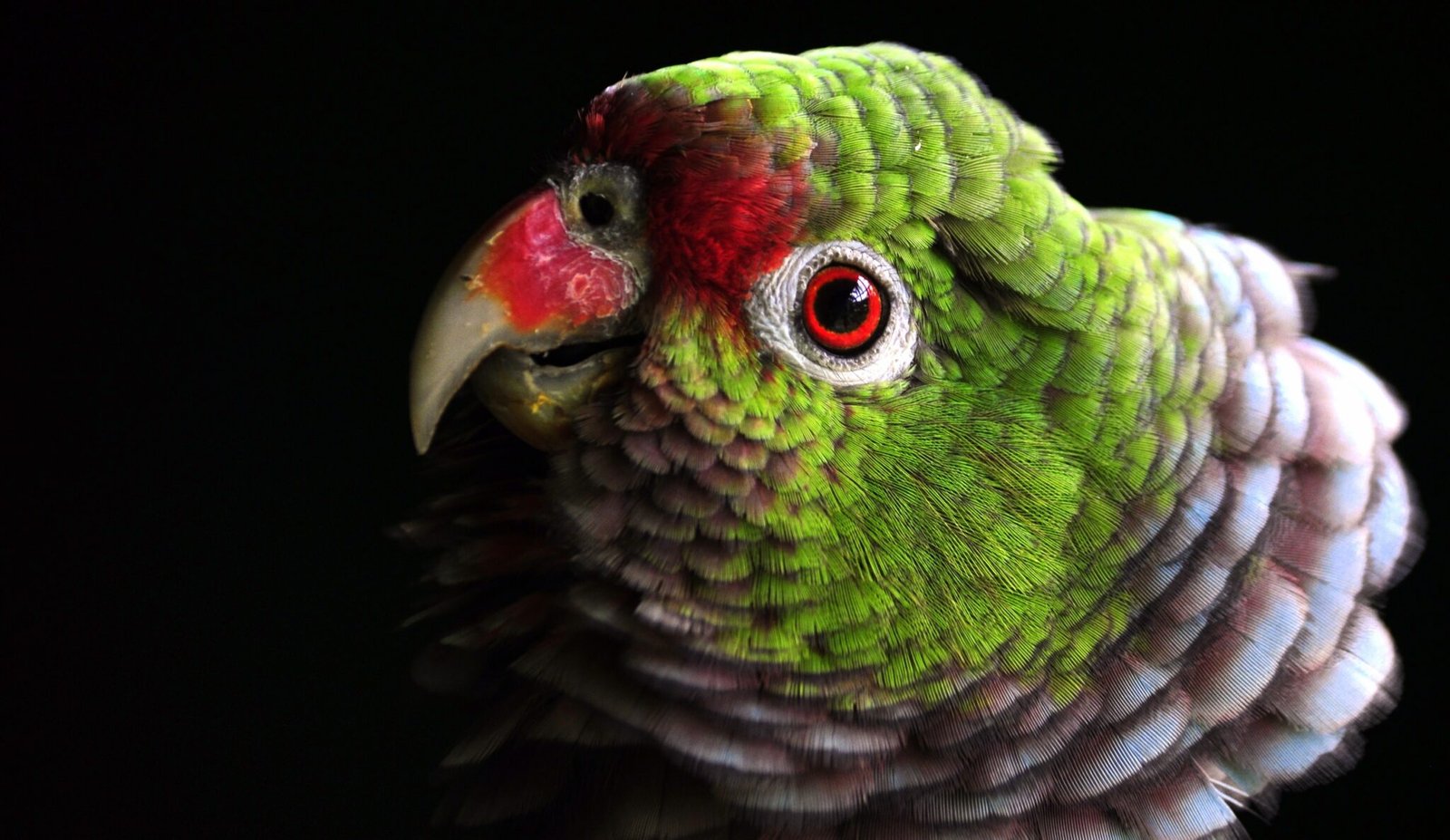 Papagaio-de-peito-roxo (Amazona vinacea) Créditos Vanessa Kanaan (Instituto Fauna Brasil) Papagaio-de-peito-roxo (Amazona vinacea) espécie ameaçada e reintroduzida no Parque Nacional das Araucárias