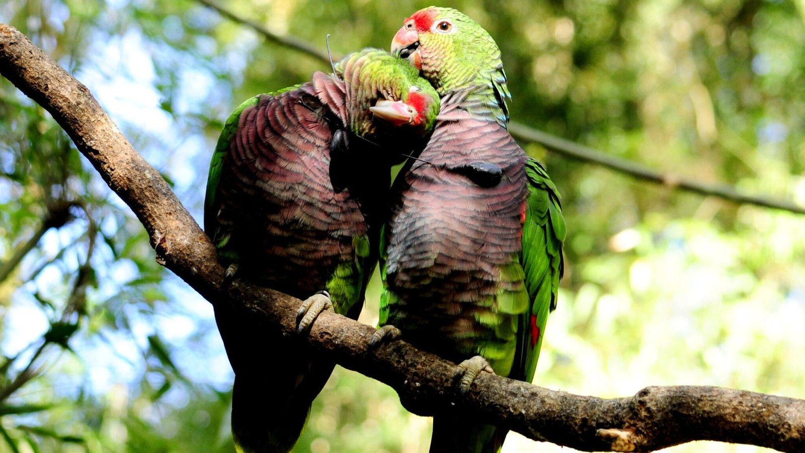 Papagaio-de-peito-roxo (Amazona vinacea) espécie ameaçada e reintroduzida no Parque Nacional das Araucárias