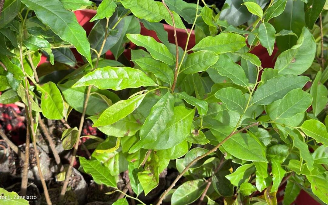 Projeto em território indígena une a comunidade para restaurar a mata ciliar