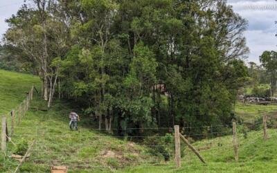 Conservador das Araucárias: implementar o Código Florestal através da restauração de ecossistemas